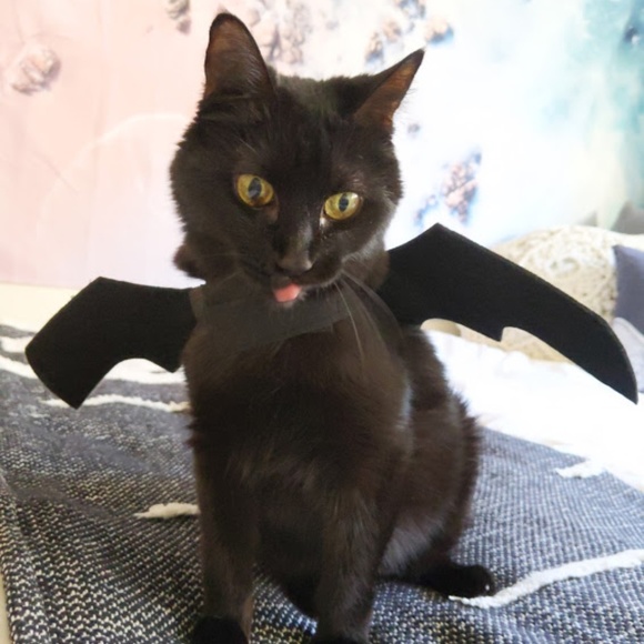 Meet your Posher, Zero (& Erin) - Picture 3 of 4